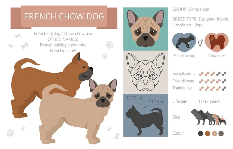 A dog described as a French Bulldog and Chow Chow cross