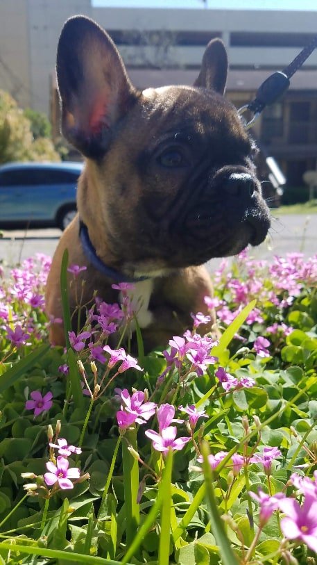 A French Bulldog puppy on a leash sitting among clover and small pink flowers