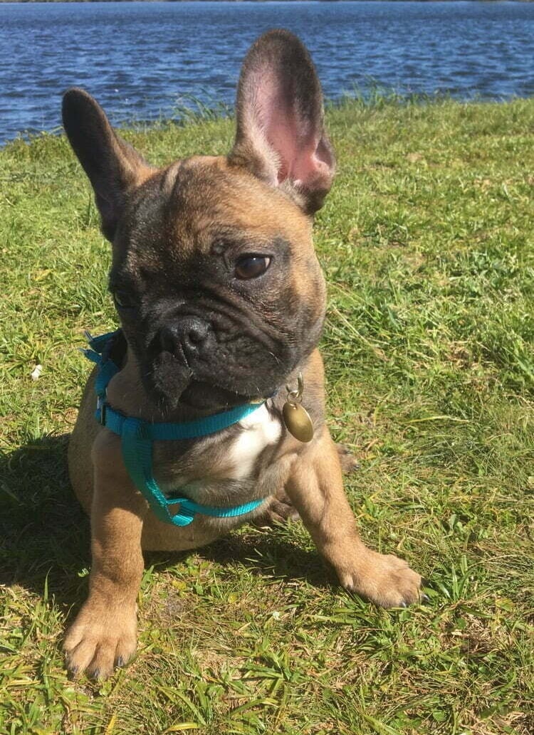 Charlie sitting in grass beside water wearing a teal harness