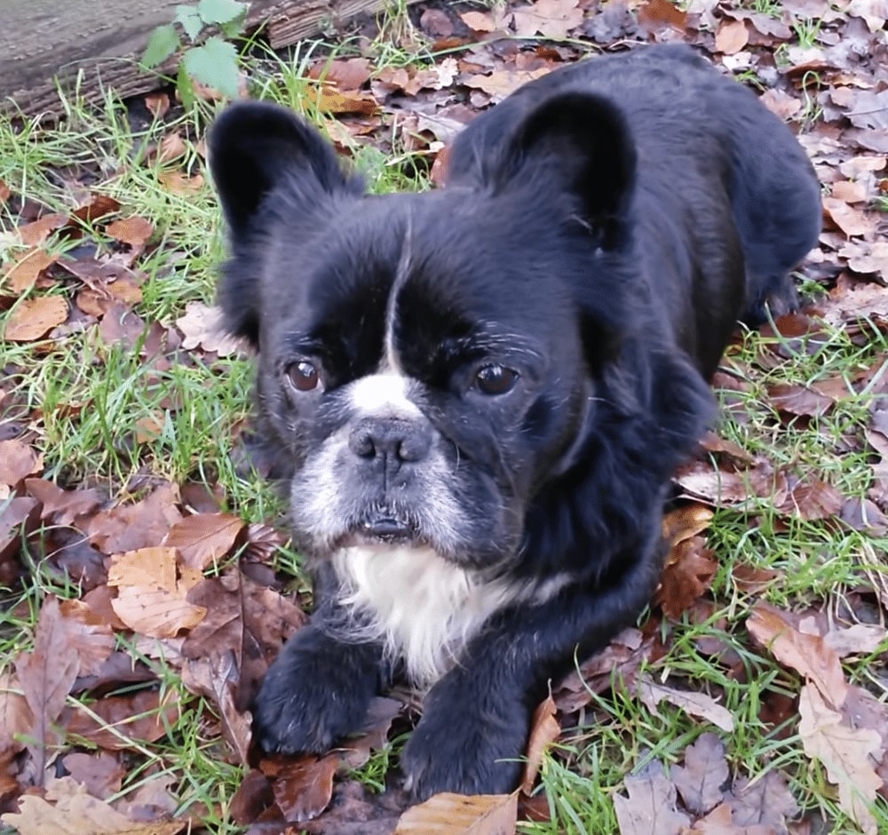 A black and white long-haired French Bulldog lying in autumn leaves