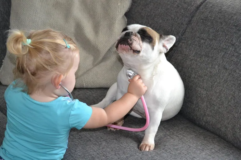 A French Bulldog with children