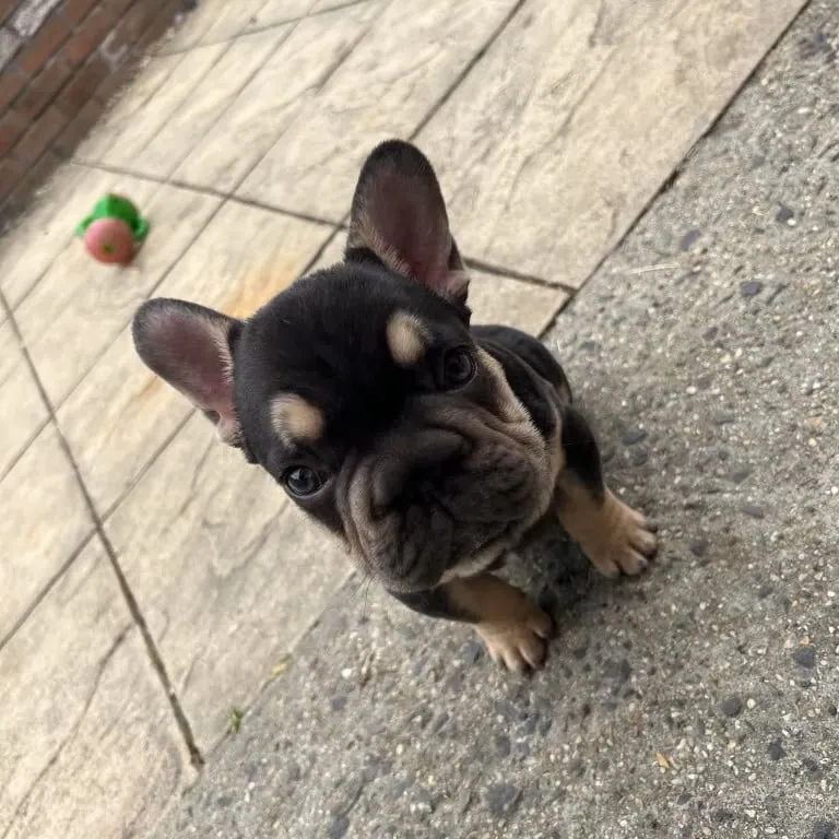 A big rope French Bulldog puppy