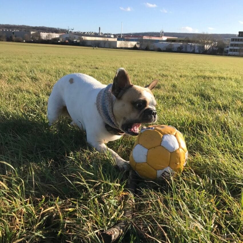 A French Bulldog in a knitted snood playing with a ball on a grassy field