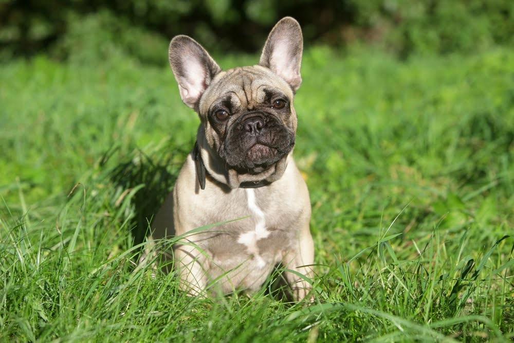 A fawn French Bulldog with a black mask sitting in long grass