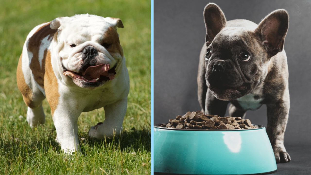 An English Bulldog walking on grass beside a French Bulldog puppy standing over a bowl of kibble