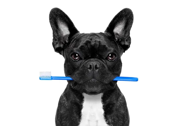 A French Bulldog having its teeth brushed