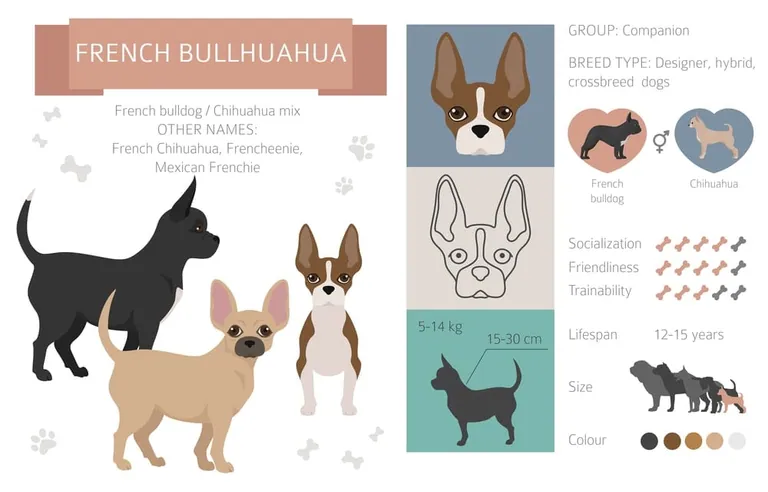 A dog described as a French Bulldog and Chihuahua cross