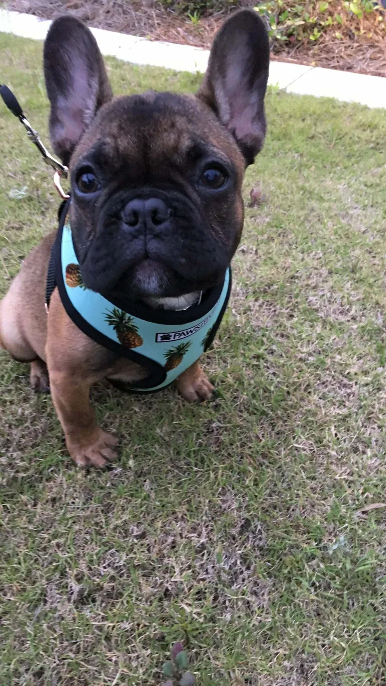 A young French Bulldog in a pineapple-print harness sitting on grass on a leash