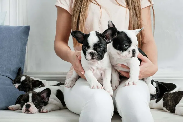 A litter of pied French Bulldog puppies with their owner