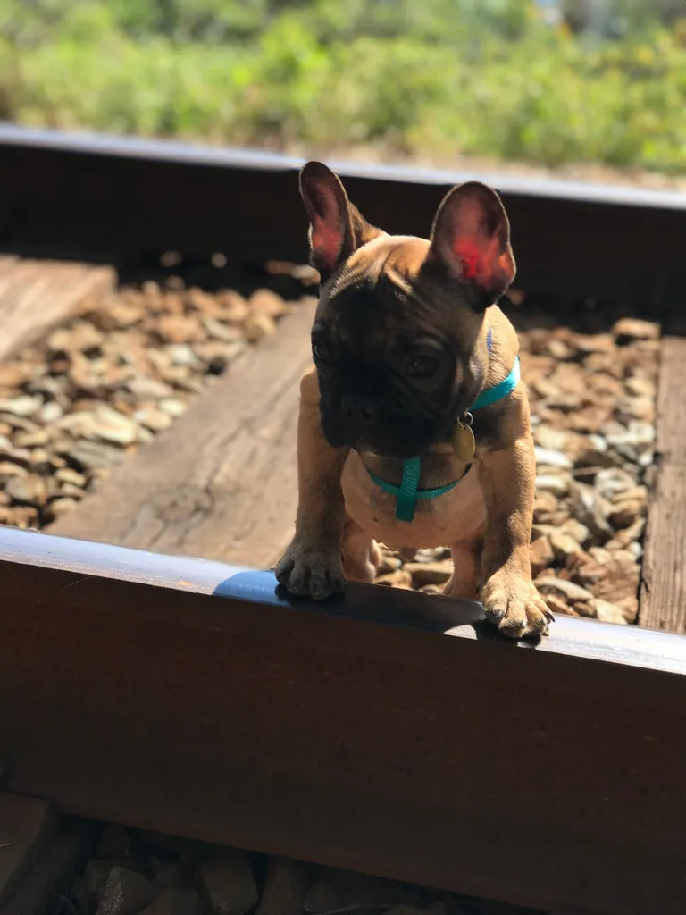 A fawn French Bulldog outdoors