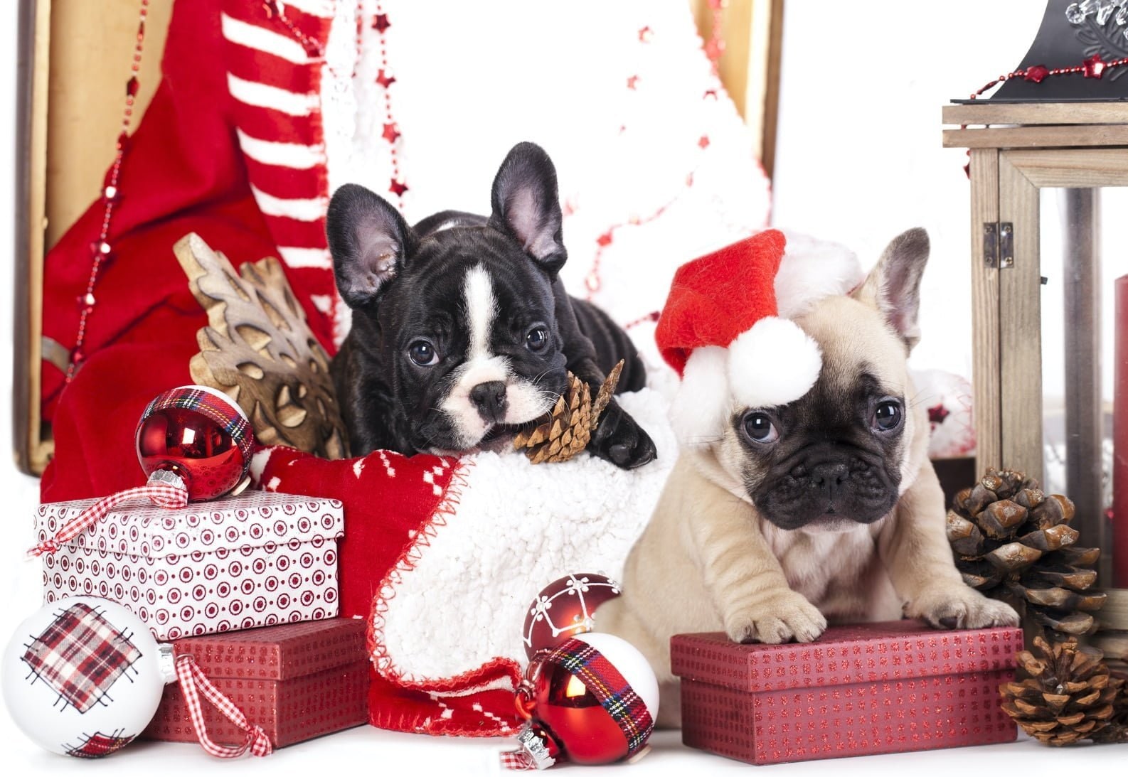 Two French Bulldog puppies among Christmas gifts and decorations, one wearing a Santa hat