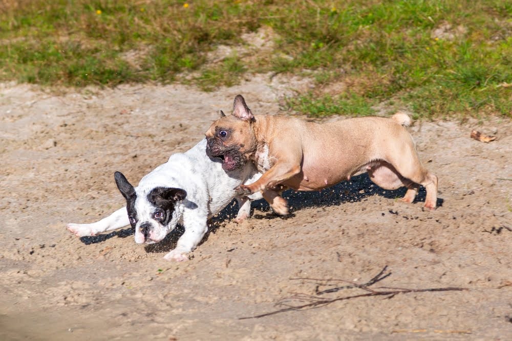 Two French Bulldogs running and play-fighting on sand