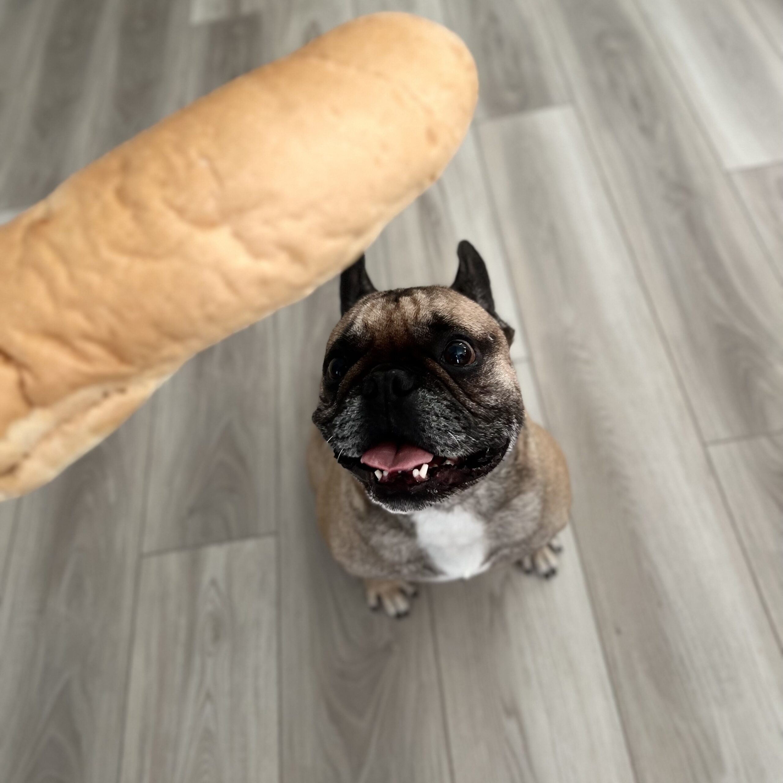 A fawn French Bulldog sitting and looking up at a baguette held above them