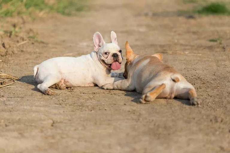 Two French Bulldogs lying nose to tail on a dirt path