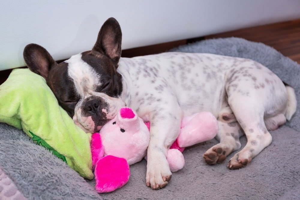 A black and white French Bulldog asleep in a gray dog bed, cuddling a pink plush toy