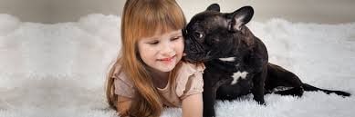A French Bulldog with a child