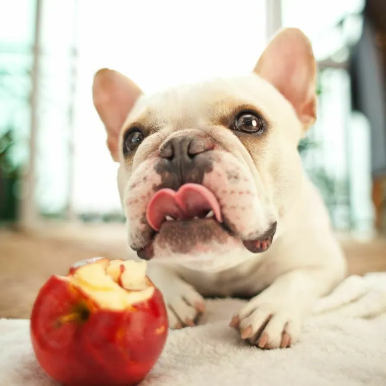 A French Bulldog eating a piece of apple