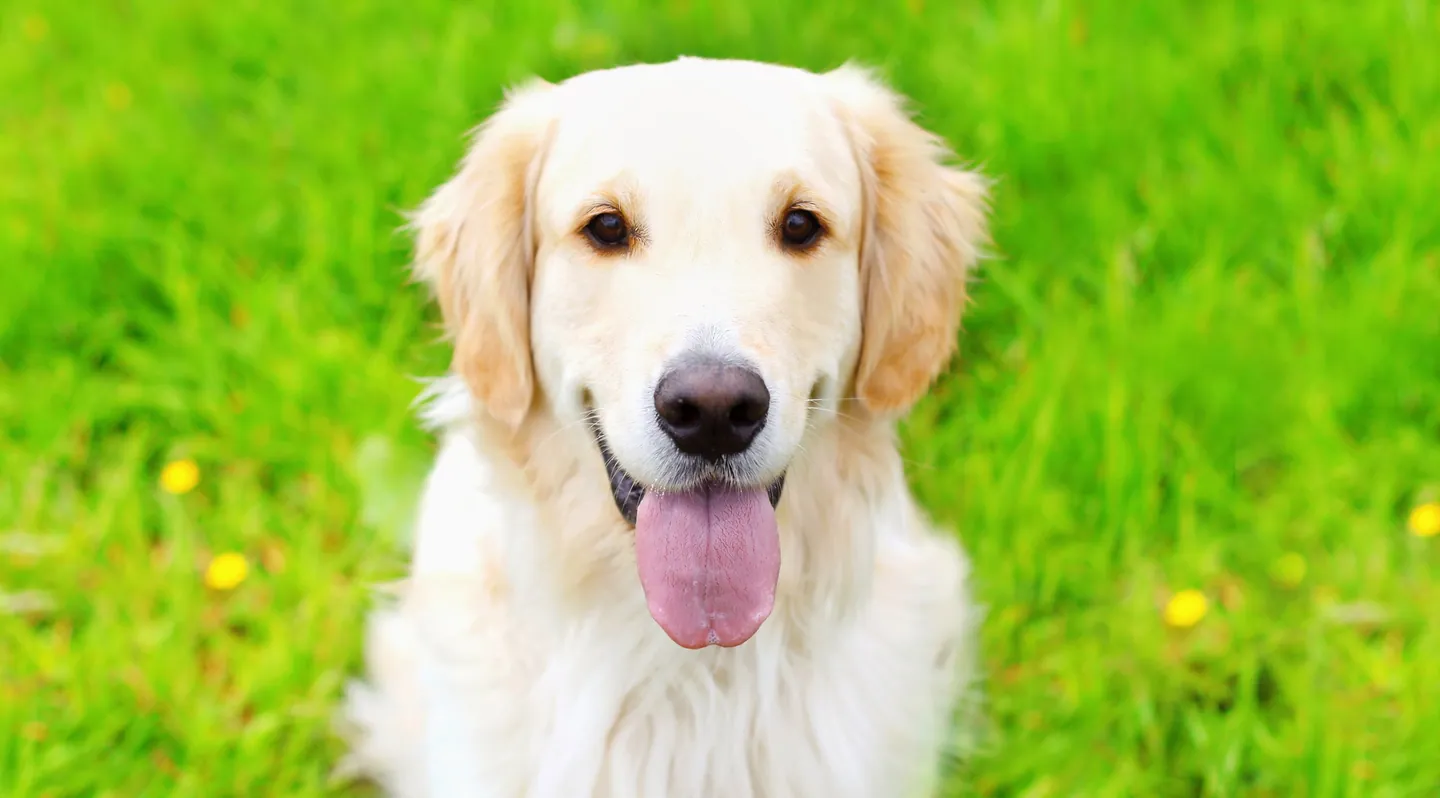 A Golden Retriever resting on green grass