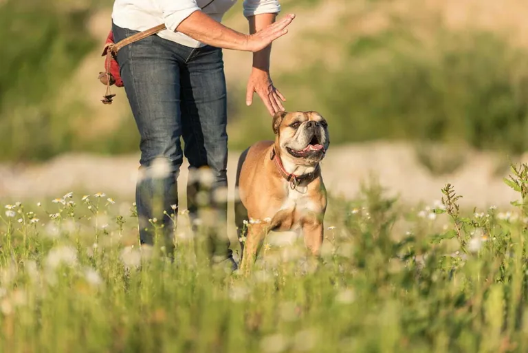 An owner giving a hand signal to their dog in a meadow