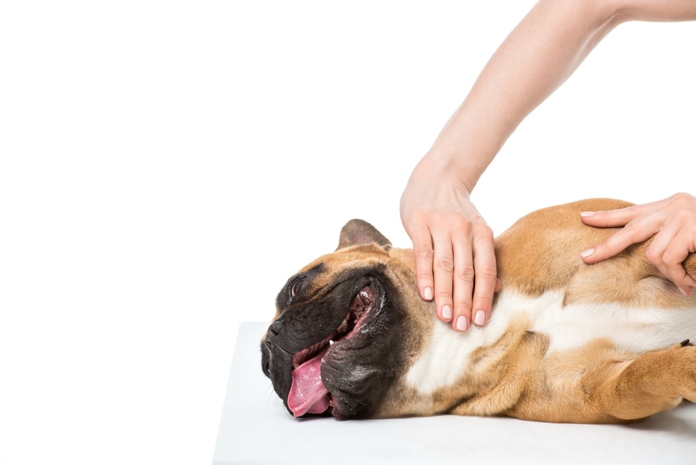 A fawn French Bulldog lying on their side while a person strokes them