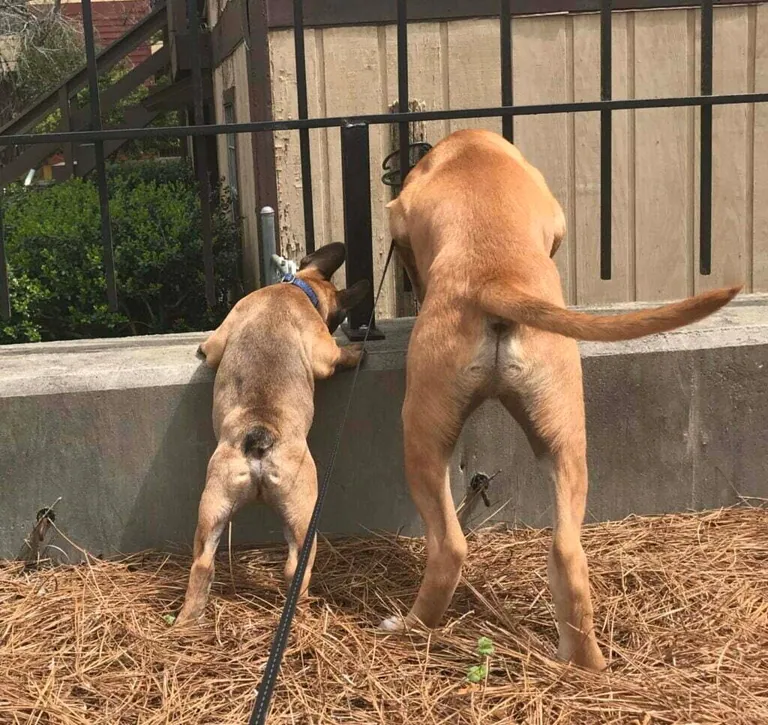 Charlie and a larger dog sniffing through a garden fence