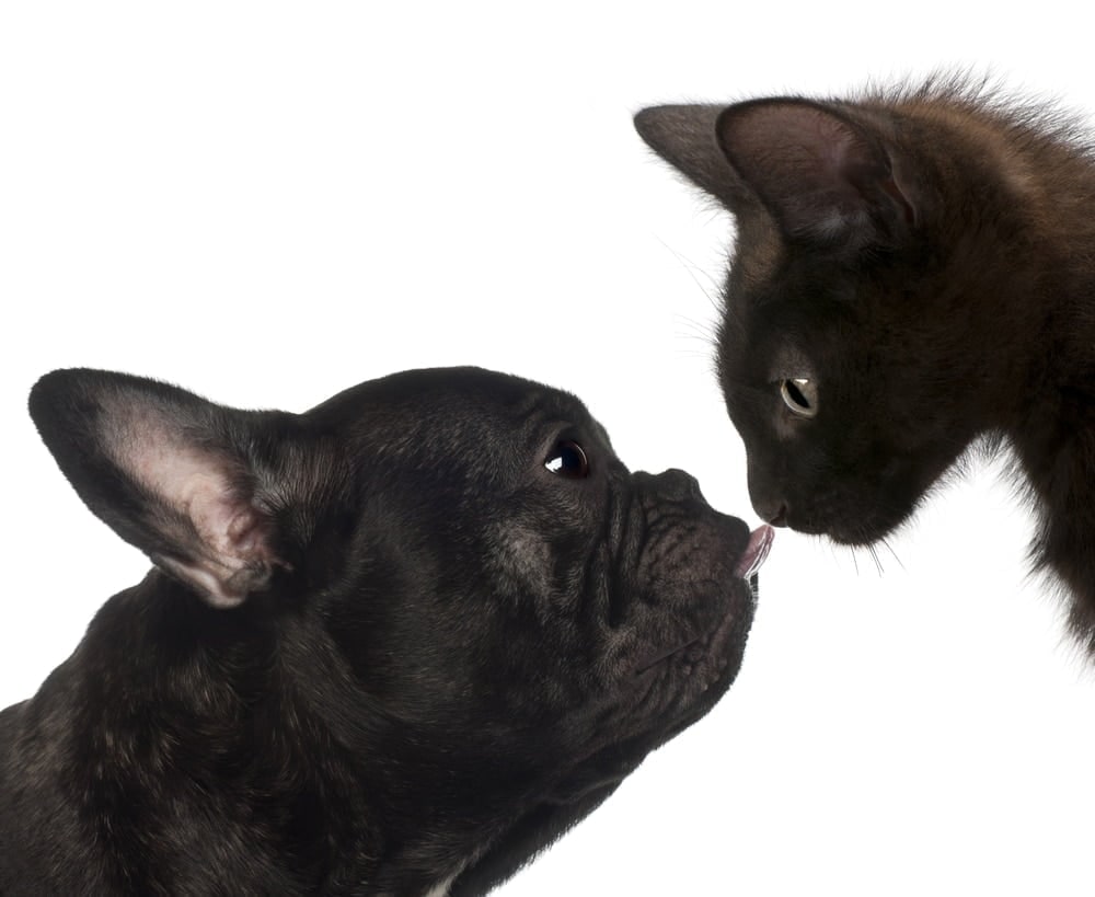 A black French Bulldog and a black cat touching noses