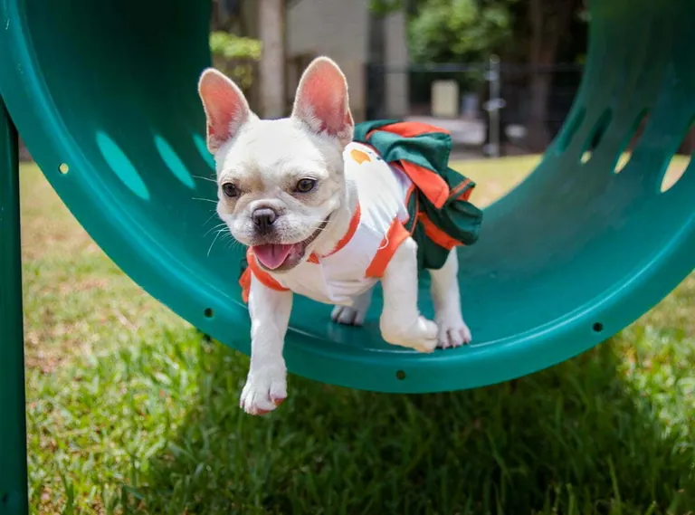 A cream French Bulldog running through an agility tunnel