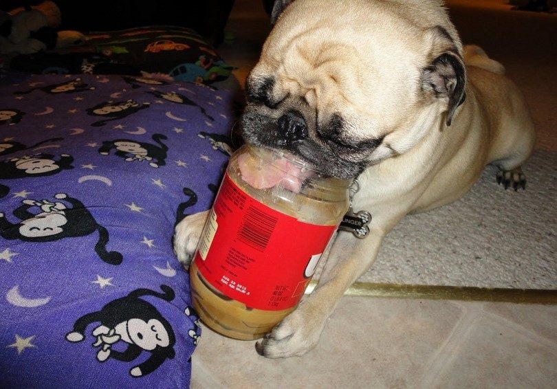 A fawn Pug with its face in a large jar of peanut butter
