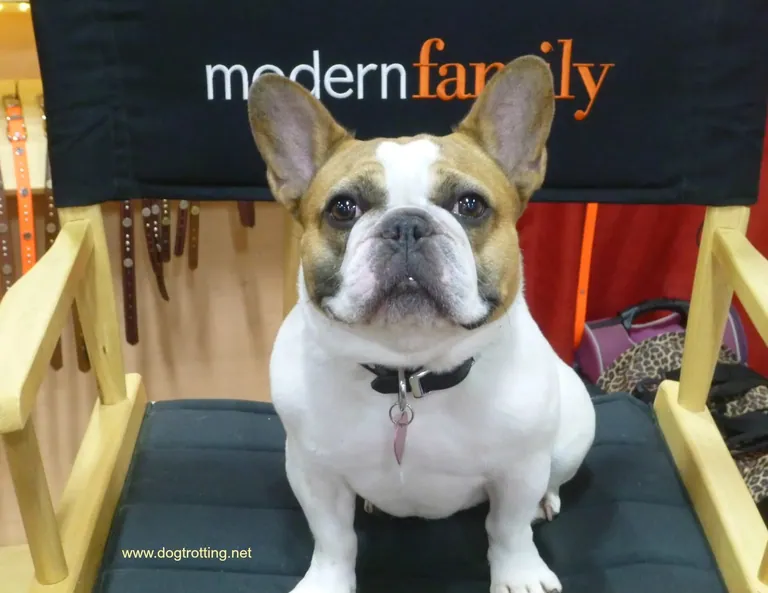 The Modern Family French Bulldog
