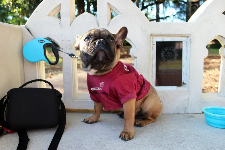 A fawn French Bulldog sitting calmly outdoors in a sports jersey