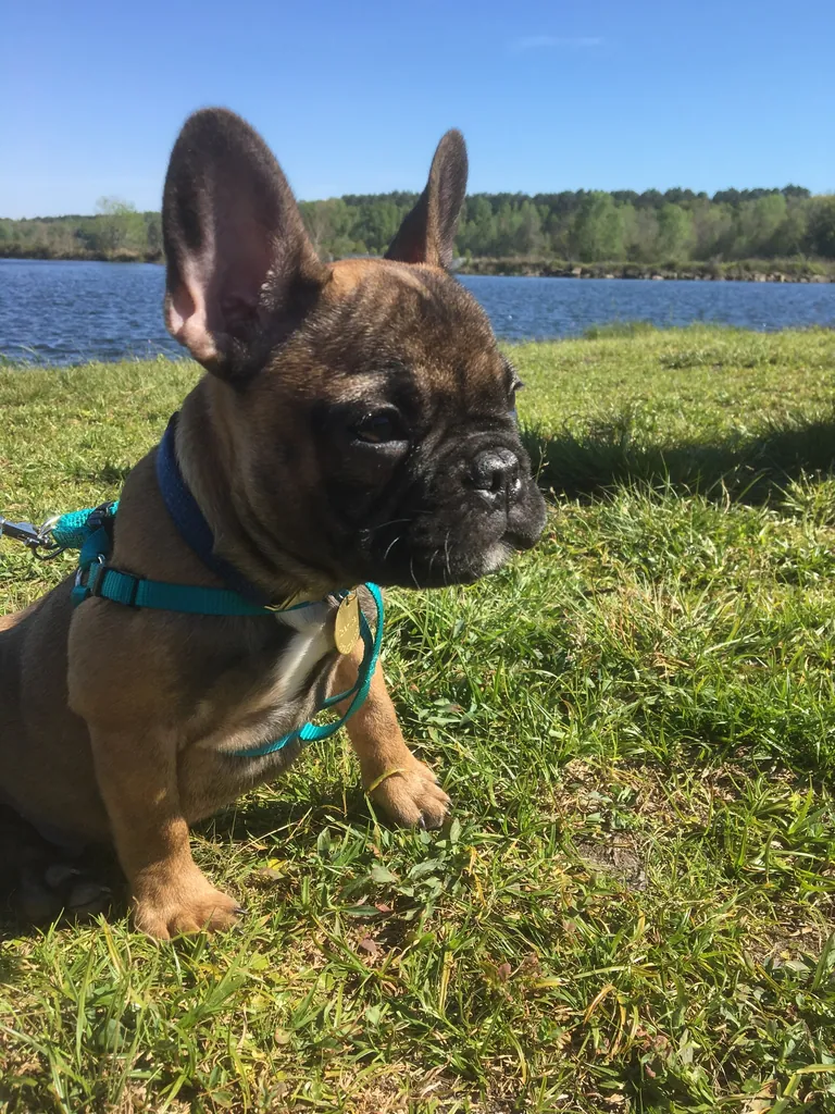 Charlie the French Bulldog
