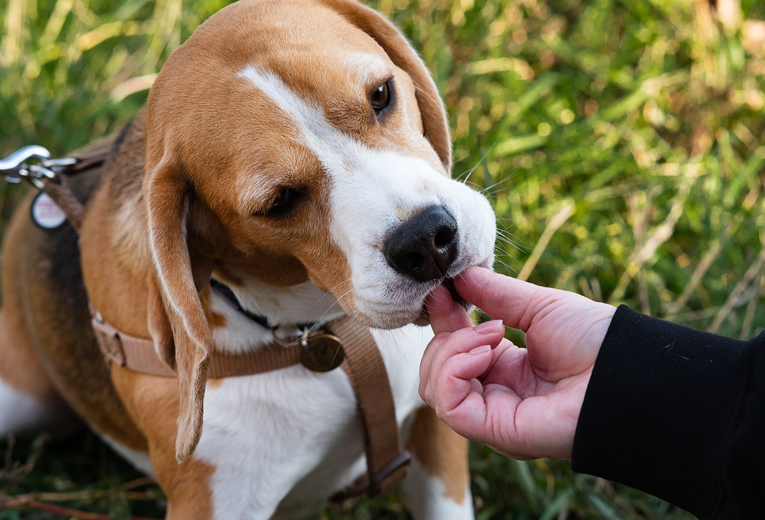 Beagle taking a treat from a person's hand outdoors