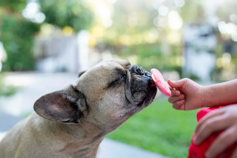 A dog looking at an ice cream cone