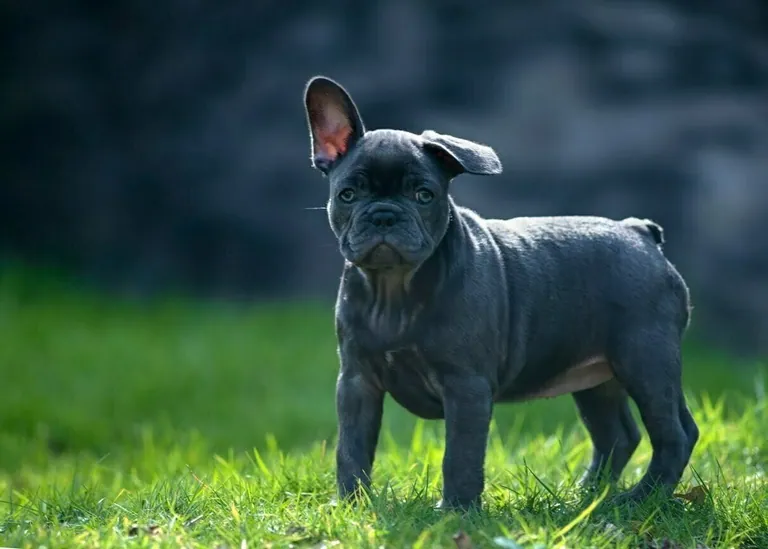 A blue French Bulldog puppy with one ear standing and one flopped over