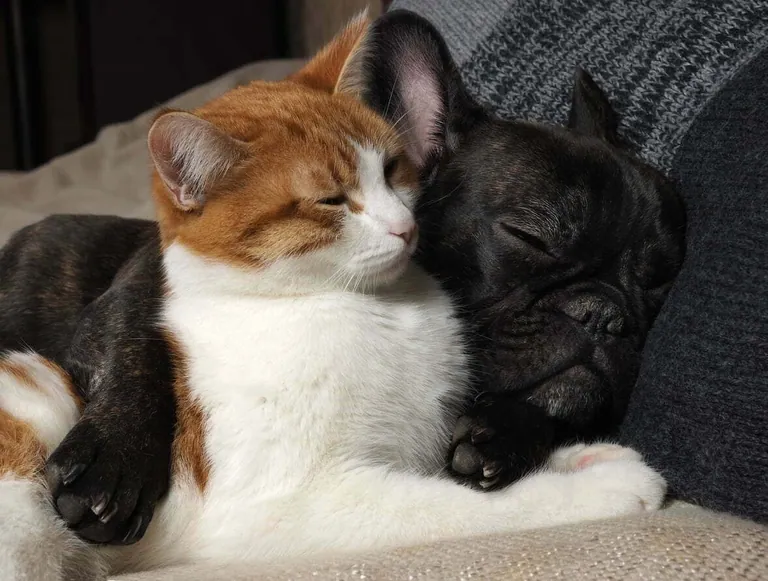 A ginger and white cat and a black French Bulldog asleep together on a sofa