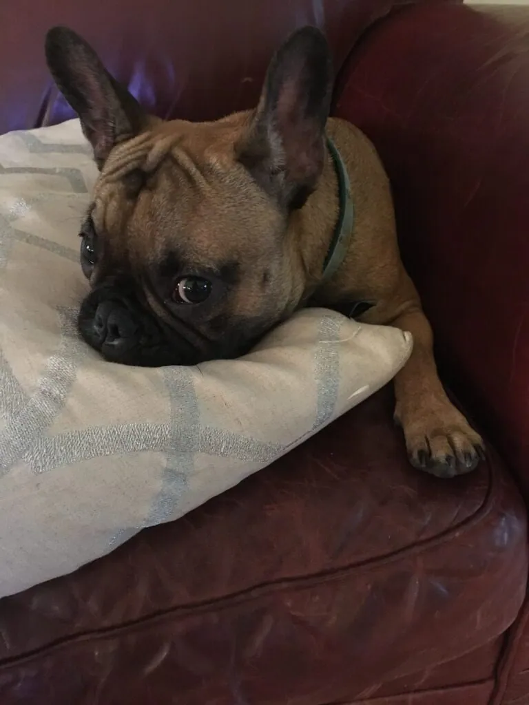 Charlie resting his head on a cushion on a red leather sofa