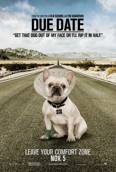 The Due Date French Bulldog