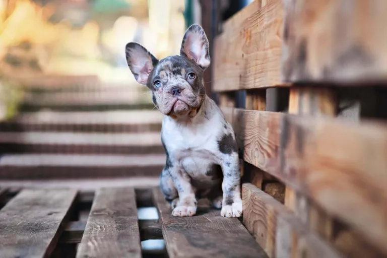 A blue merle French Bulldog