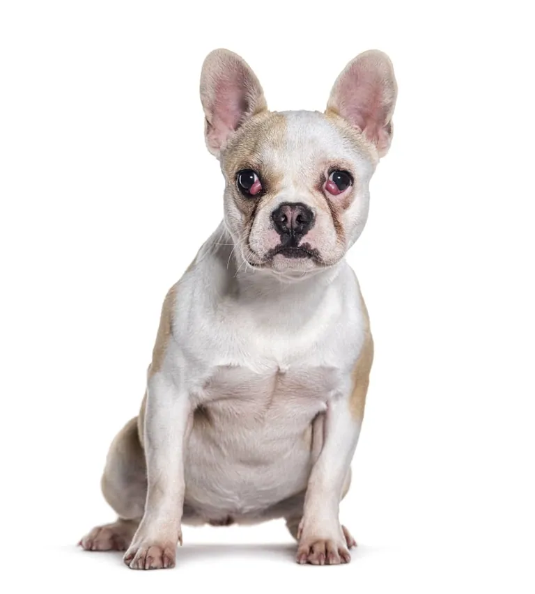 A French Bulldog with cherry eye