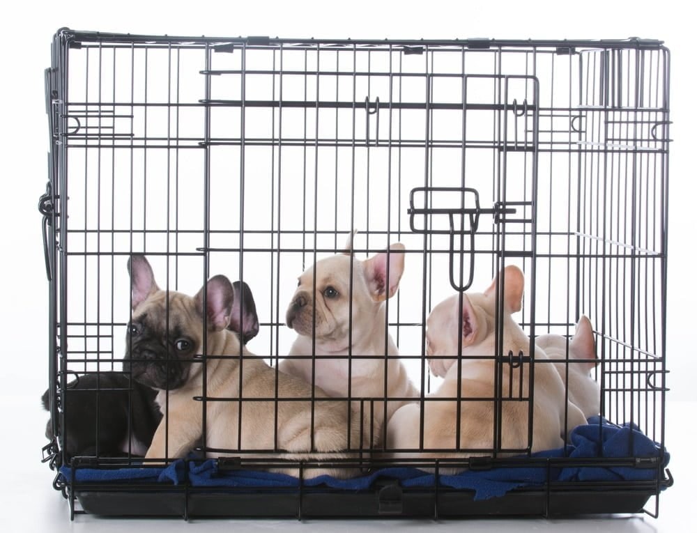 Three French Bulldog puppies lying on a blue blanket inside a wire crate