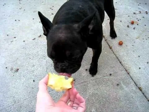 A French Bulldog beside a whole apple