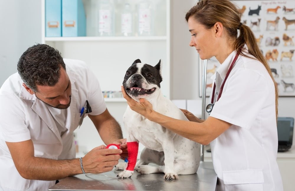Two veterinarians bandaging the front leg of a black and white French Bulldog on an exam table