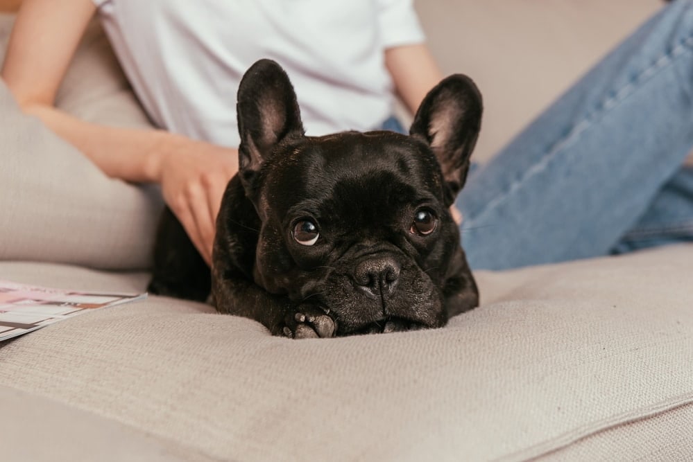 A black French Bulldog resting its chin on a sofa cushion