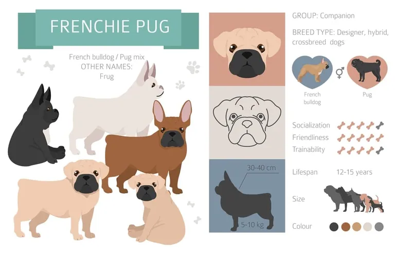 A dog described as a French Bulldog and Pug cross
