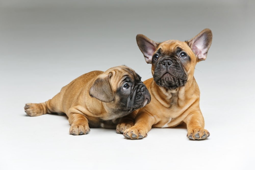Two fawn French Bulldog puppies lying together against a grey background