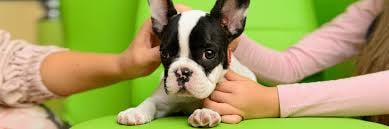 A French Bulldog with a child outdoors