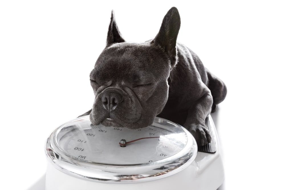 A blue French Bulldog resting its chin on a bathroom scale