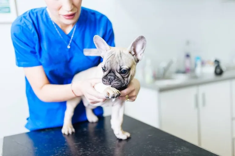 A vet examining a fawn French Bulldog puppy on an examination table