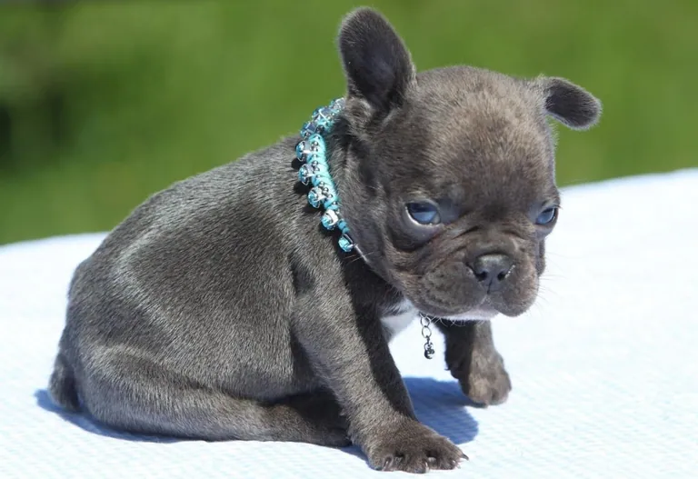 A blue French Bulldog puppy in a beaded collar sitting outdoors