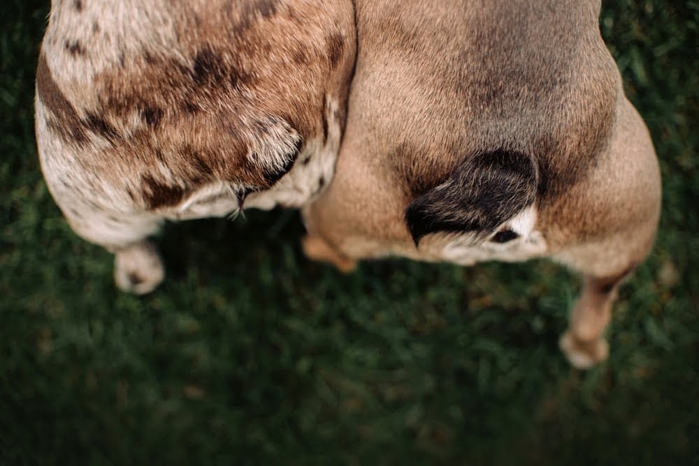 Overhead view of two French Bulldogs on grass, showing their short tails